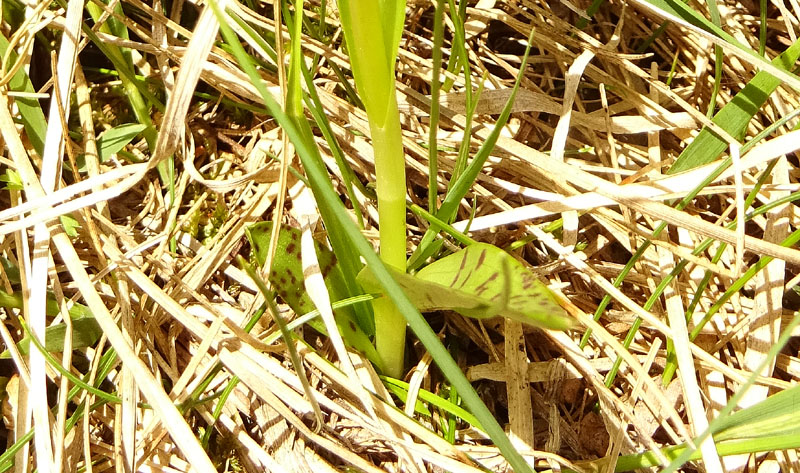 Dactylorhiza lapponica subsp. rhaetica